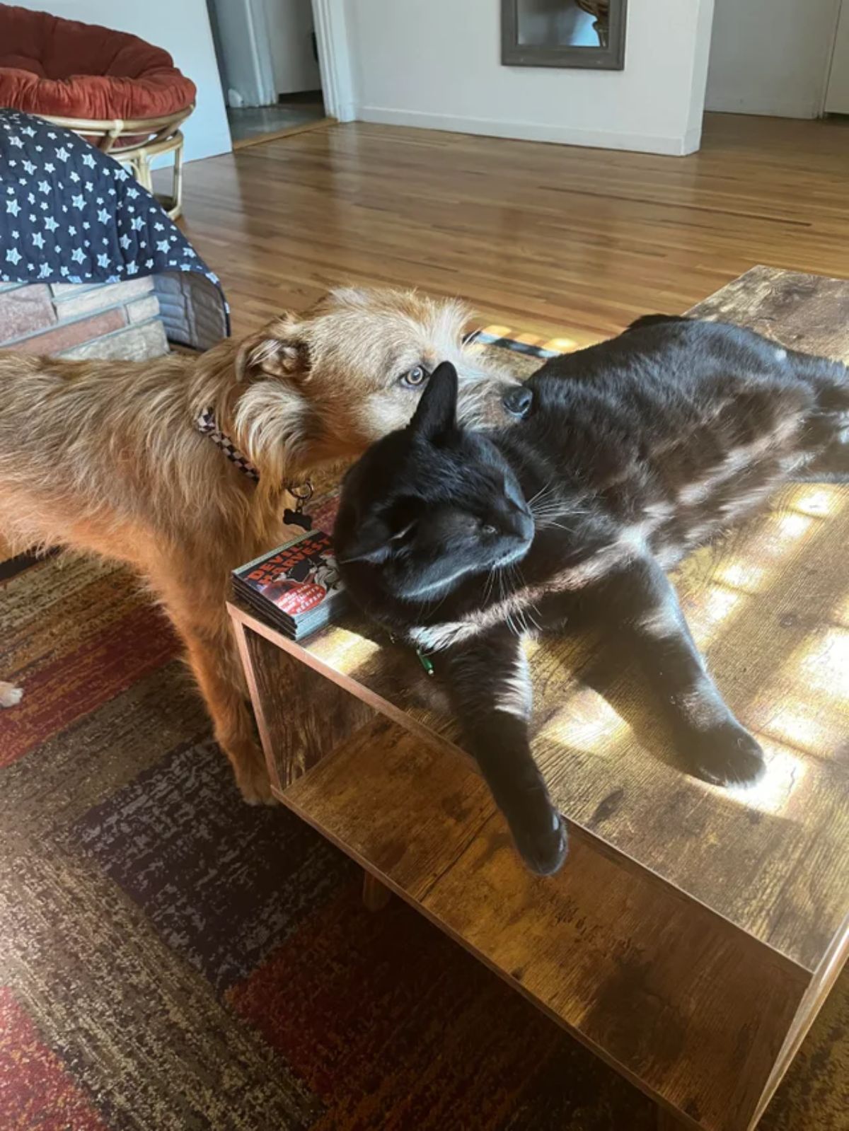 wiry haired brown dog laying its chin on a black cat laying on a brown coffee table