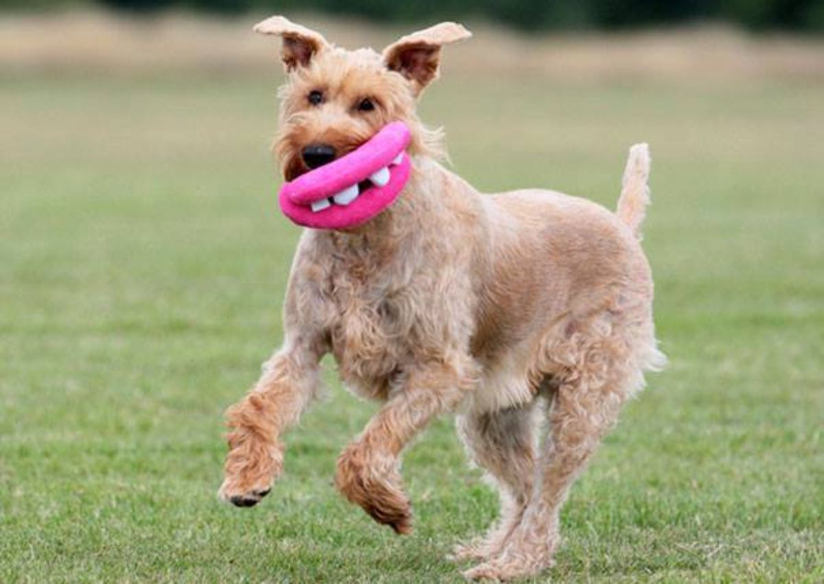 wiry haired brown dog running with a toy with large pink lips and white teeth in its mouth