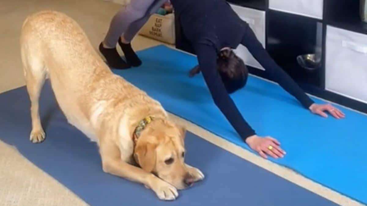yellow labrador retriever and a woman doing a downward dog yoga pose on blue yoga mats together