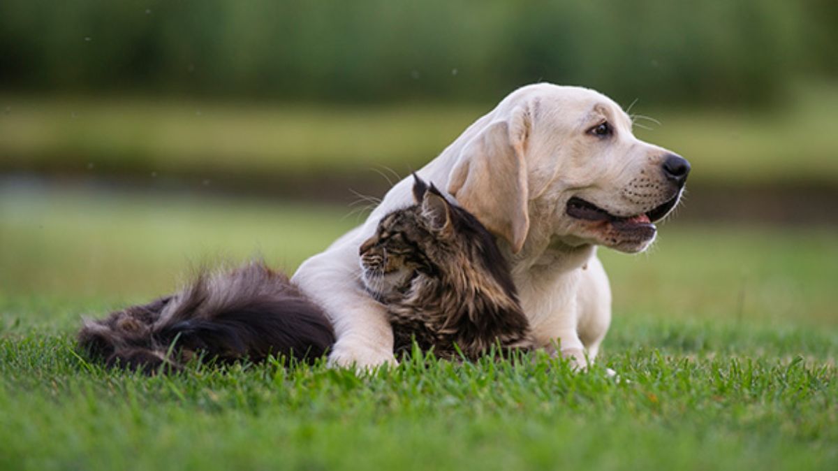 yellow labrador retriever laying on grass and hugging a fluffy brown and black cat
