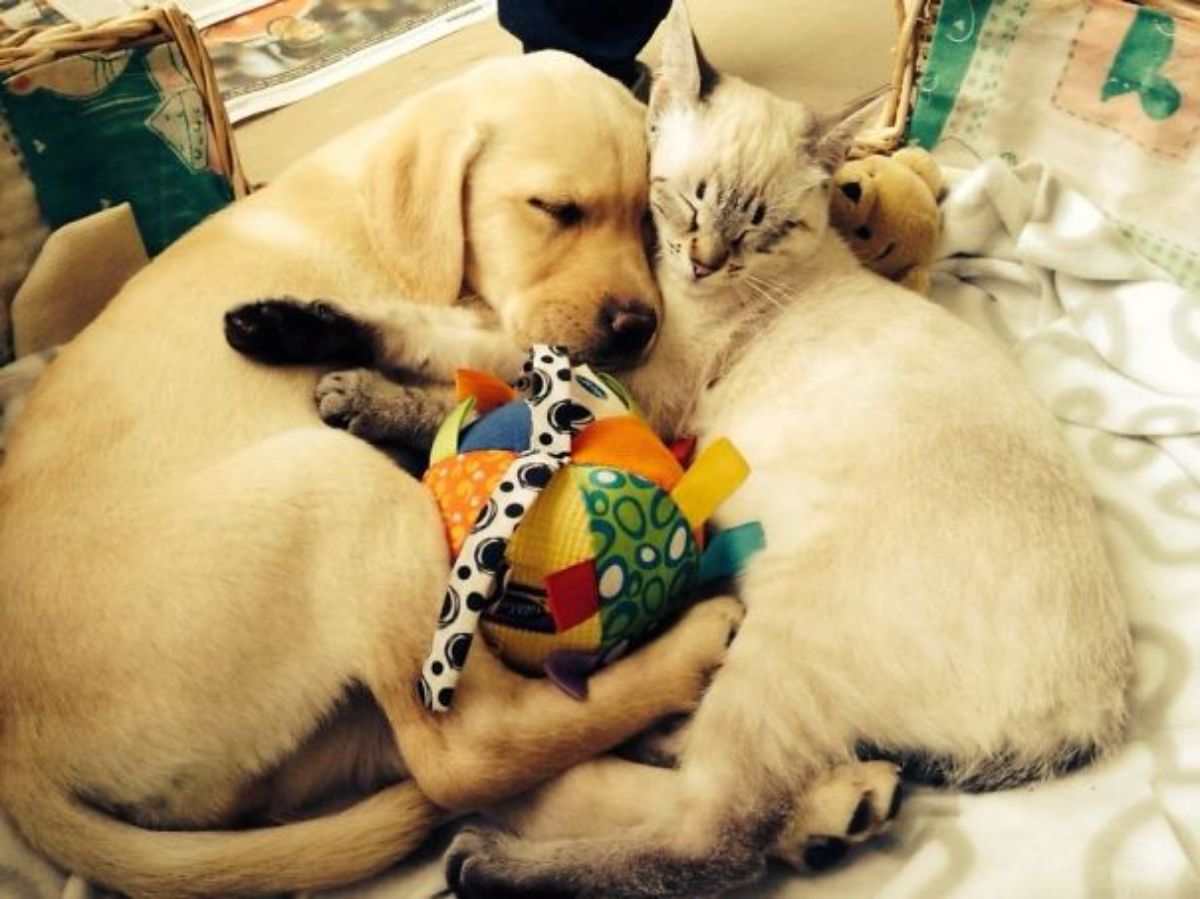 yellow labrador retriever puppy sleeping and cuddling with a white siamese cat with a colourful stuffed ball in the middle