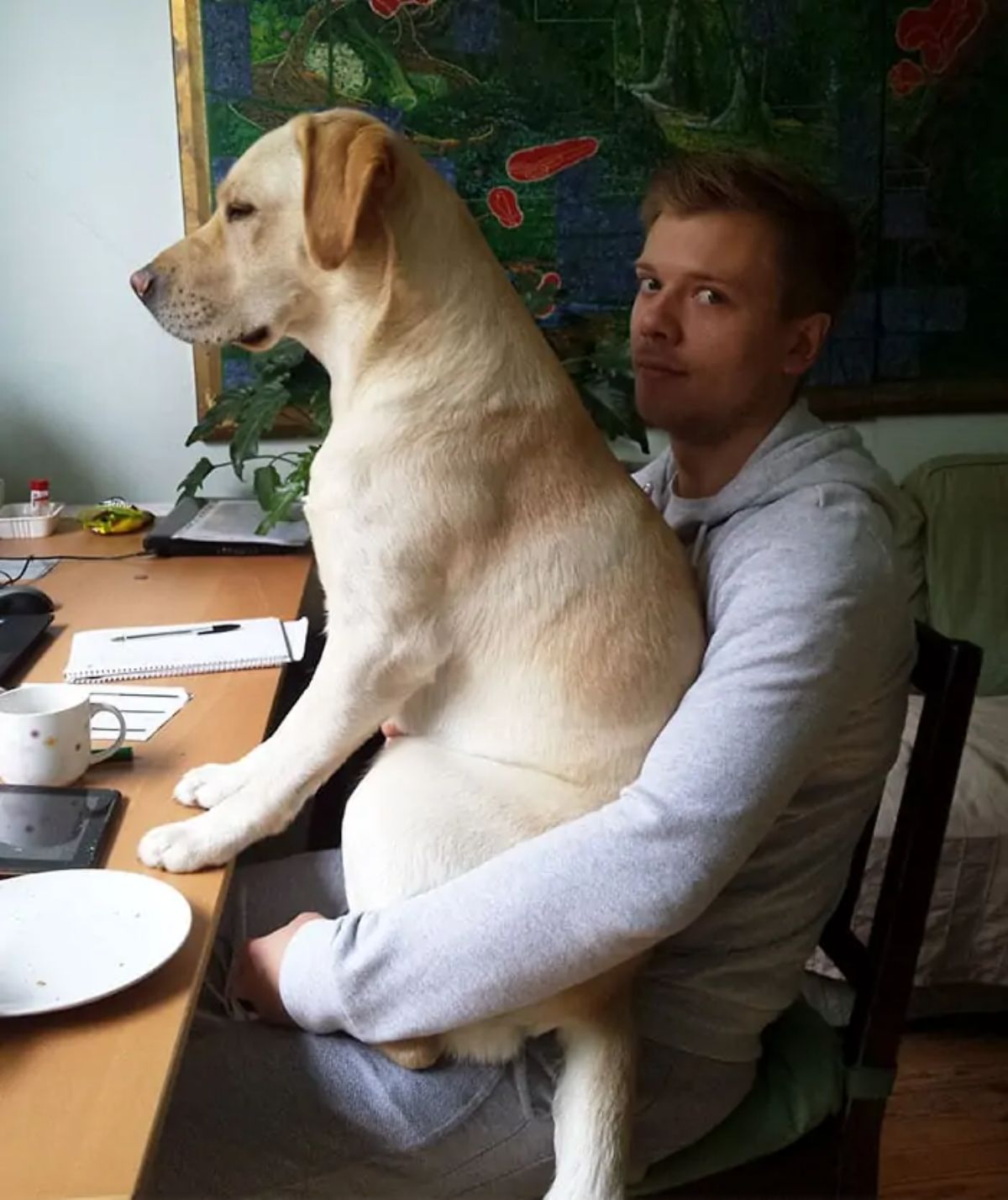 yellow labrador retriever sitting on a man's lap while he's sitting at a table