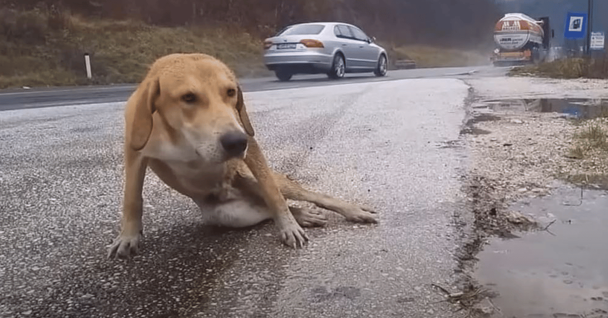 The Dog Was Motionless In A Puddle On The Side Of The Road When Help 