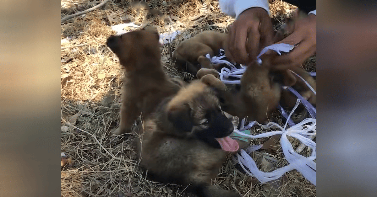 Dog Seller Runs From Cops With Five Puppies Dangling From His ...