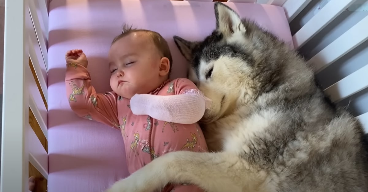 Baby Refuses To Sleep In Her New Crib Without Her Husky - Dog Dispatch