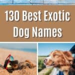 130 Best Exotic Dog Names pinterest image.