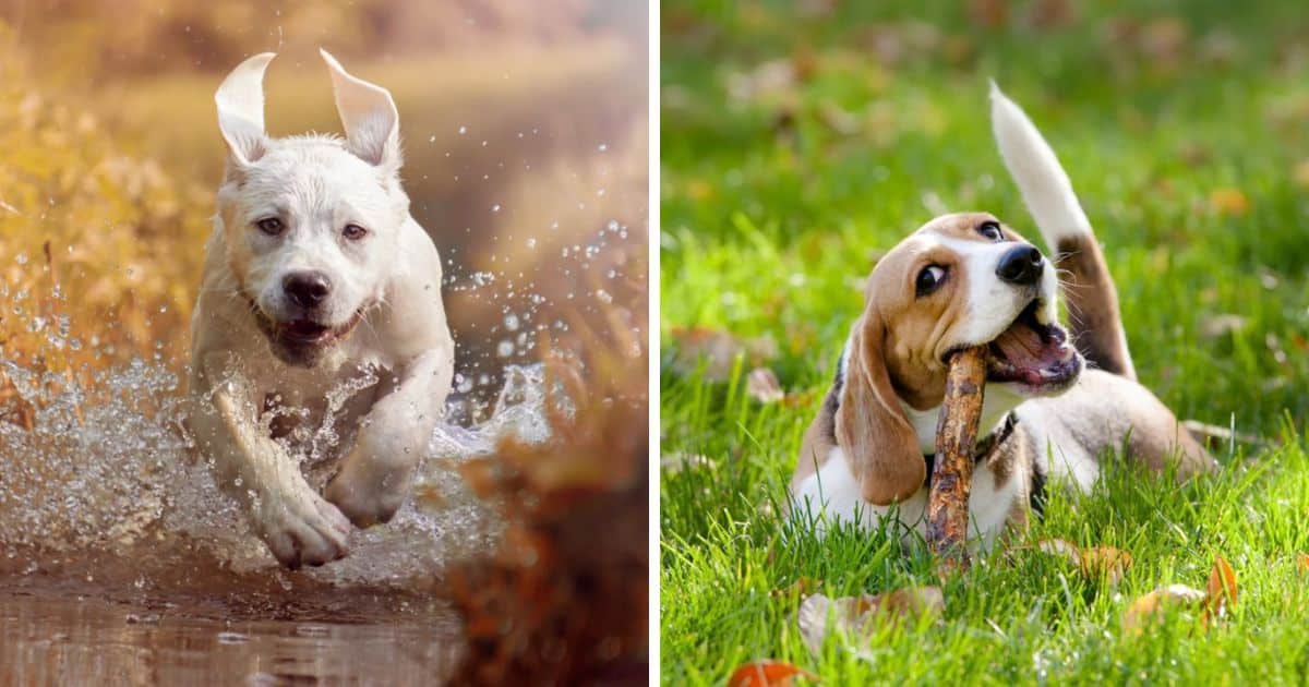 240 Best Nature Inspired Dog Names Dog Dispatch   240 Best Nature Inspired Dog Names Fb 