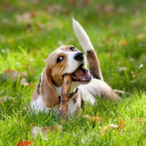 An adorable beagle puppy playing with a wooden stick while laying on a green meadow.