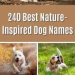 240 Best Nature-Inspired Dog Names pinterest image.