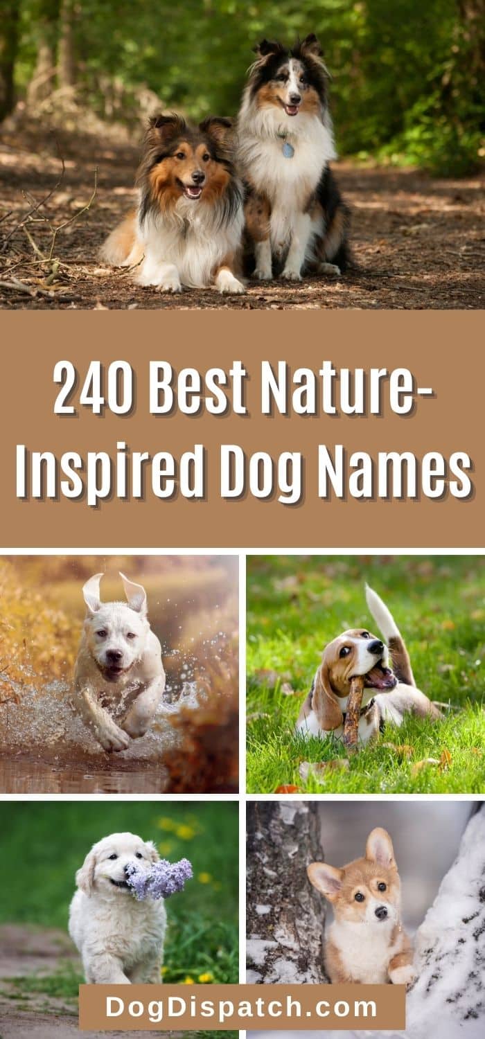 240 Best Nature Inspired Dog Names Dog Dispatch   240 Best Nature Inspired Dog Names Pin 