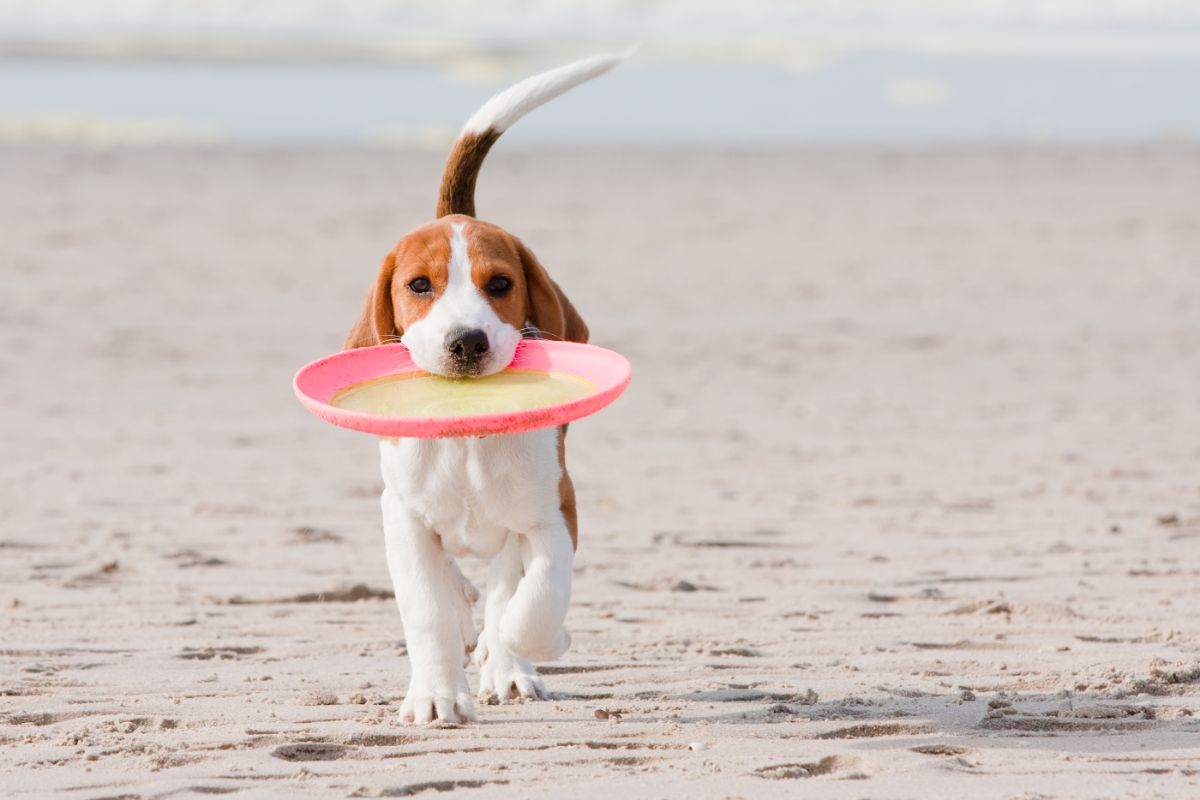 An adorable beagle puppy playing frisbee on a beach.