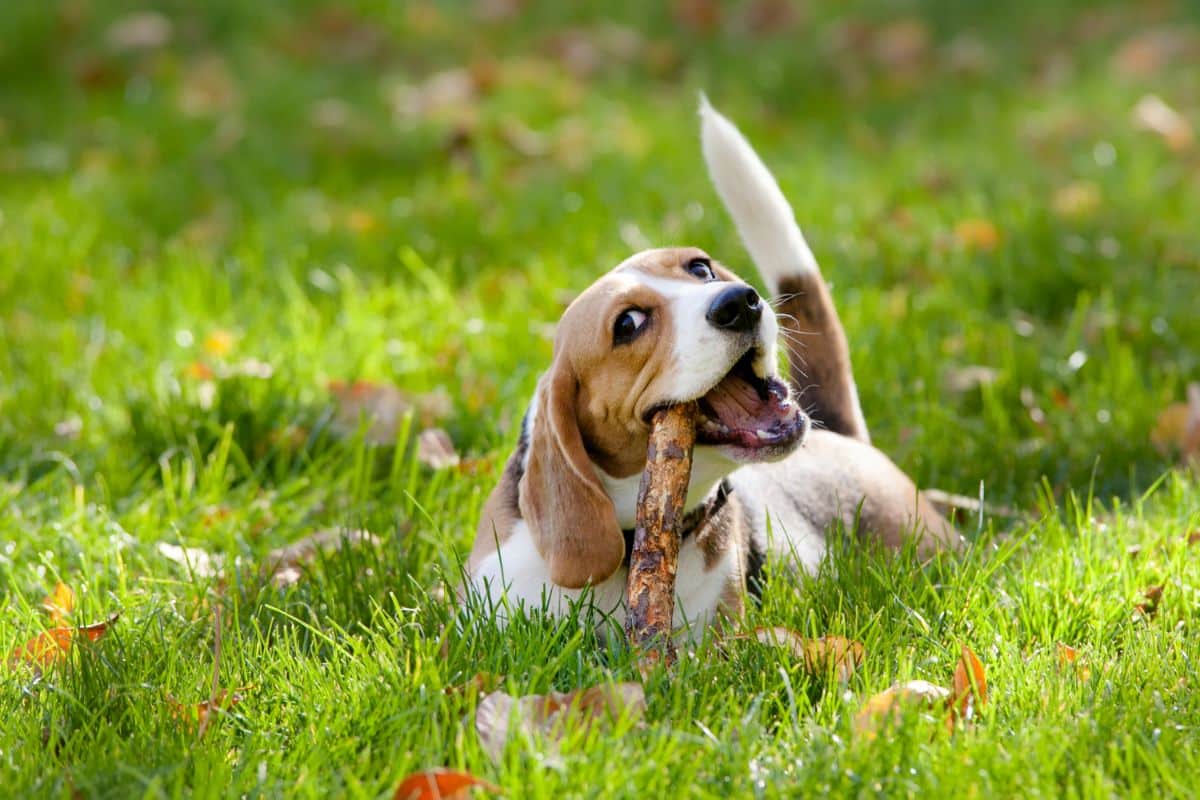 An adorable beagle puppy playing with a wooden stick while laying on a green meadow.