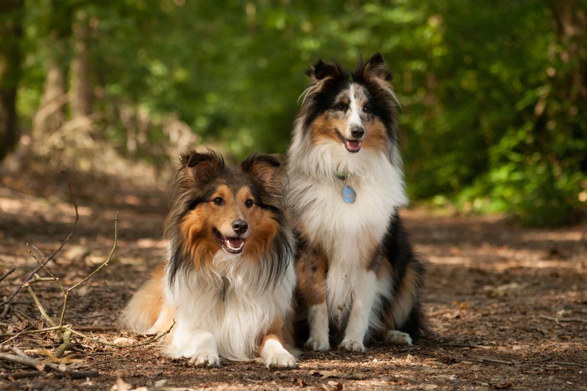 Two beautiful border collies sitting in a forest.