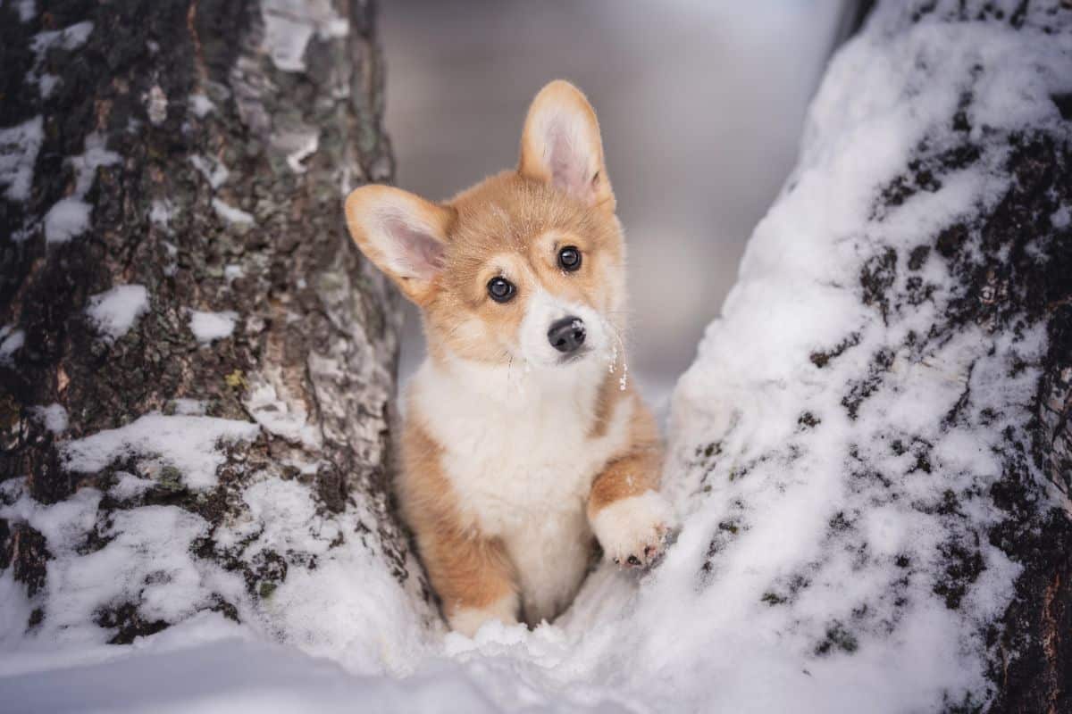 An adorable corgi puppy sitting between two trees covered in snow.