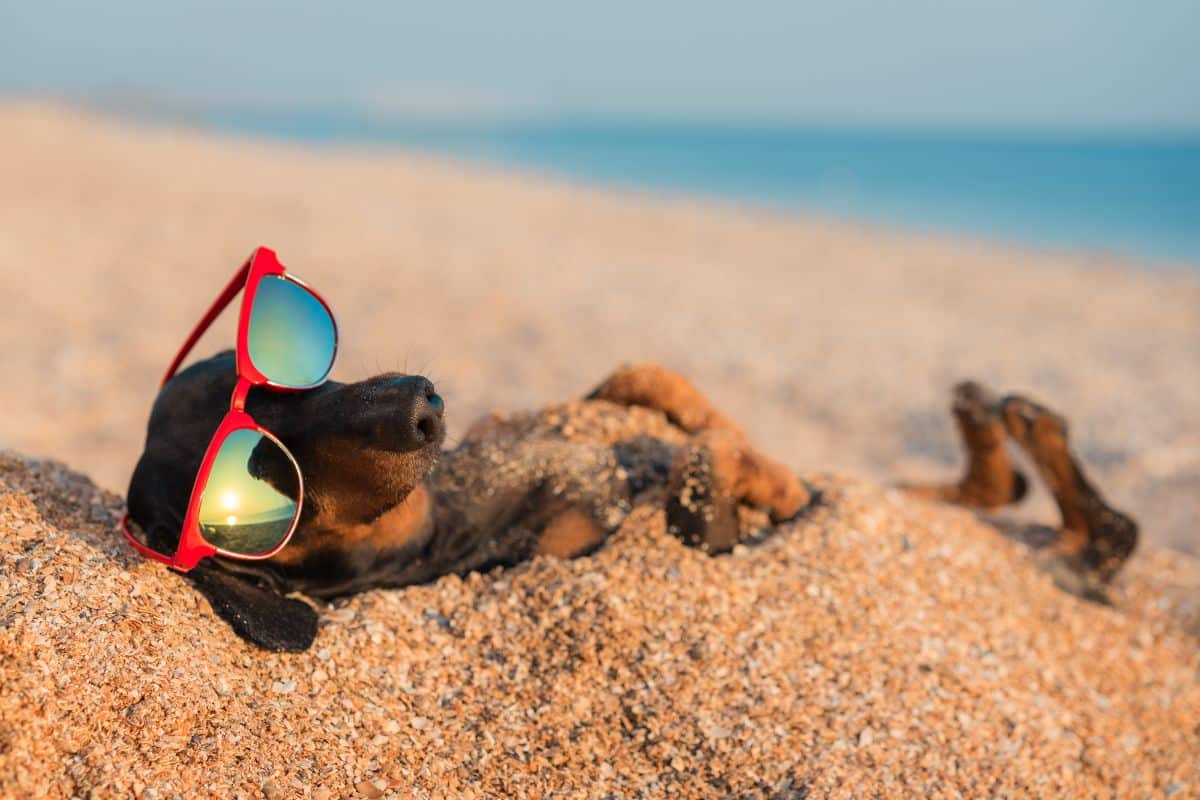An adorable daschund with red sunglasses lying on a beach.