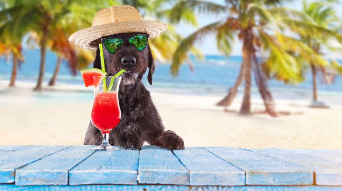 An adorable black dog with a hat and sunglasses sipping a coctail on a beach.
