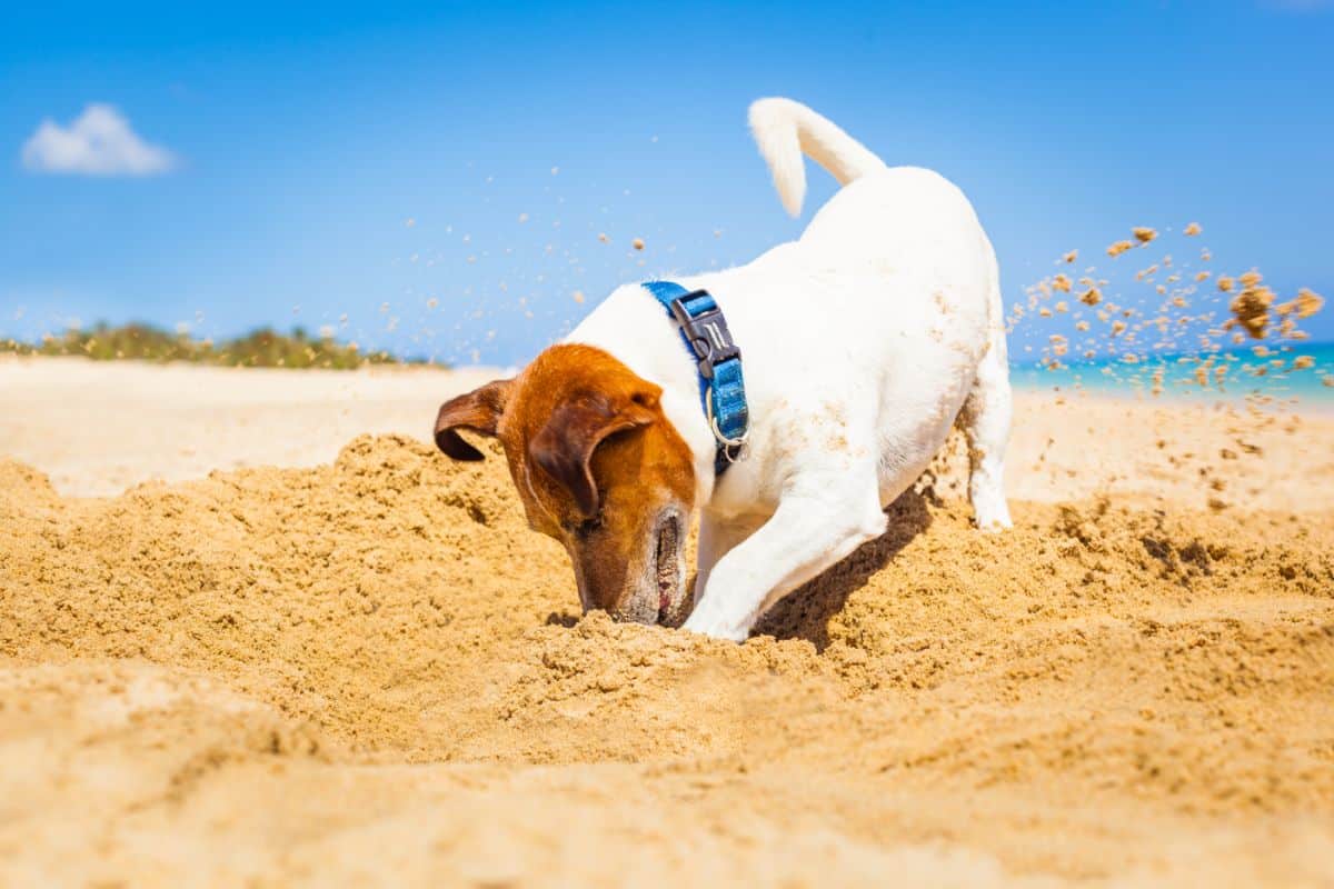 A happy dog digging a hole on a beach.