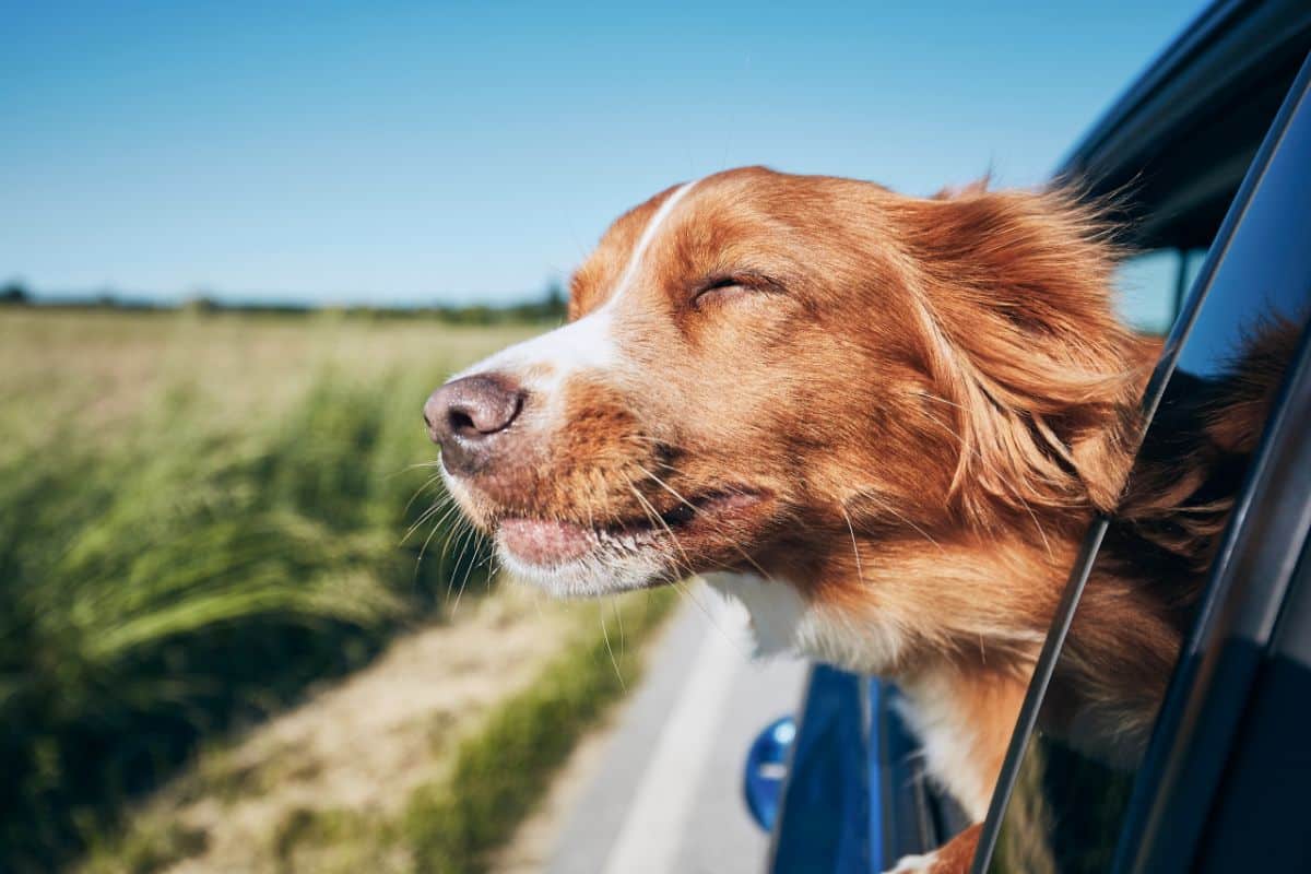 A happy brown dog enjoying a car ride.