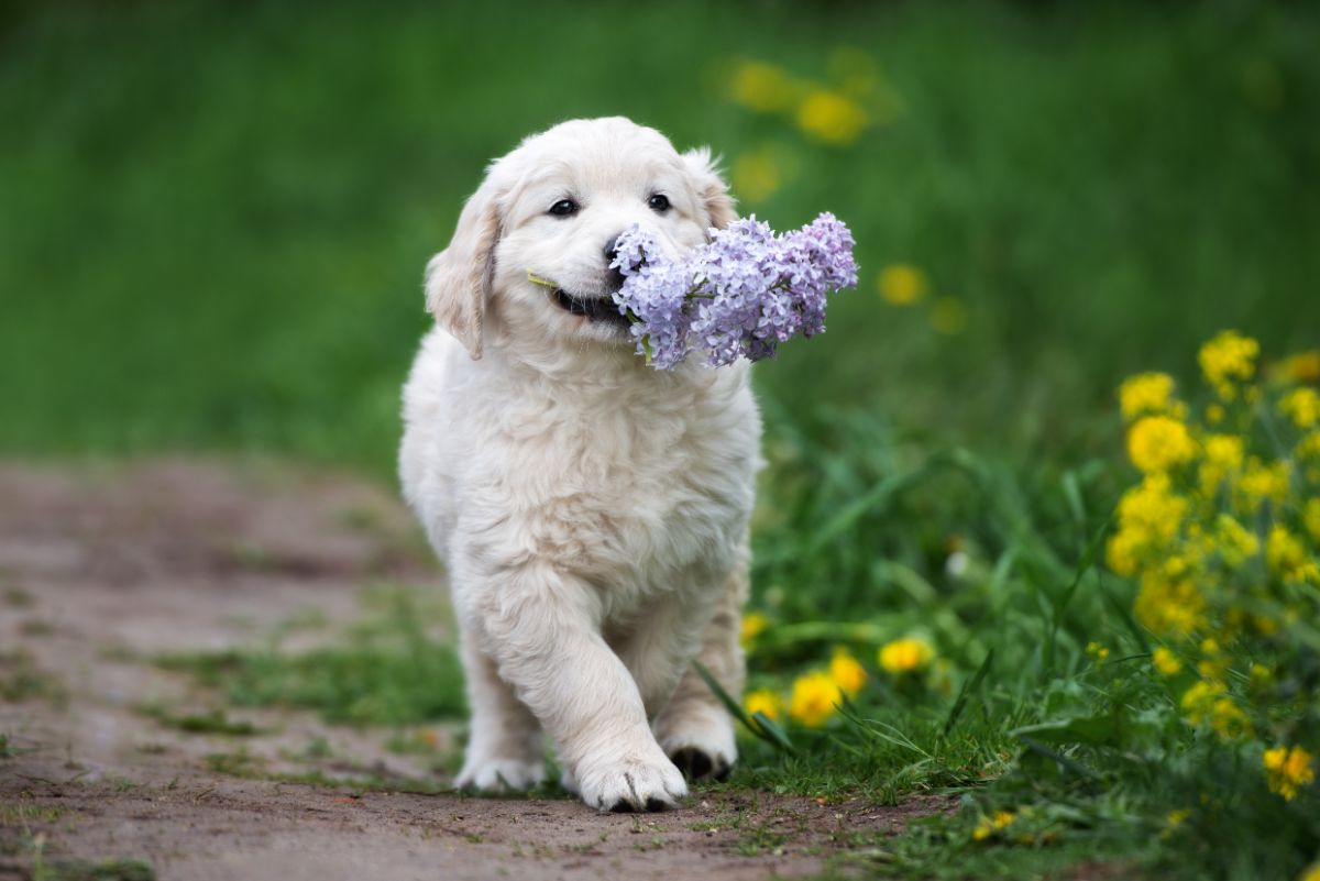 An adorable retriever puppy carrying lilac flowers.