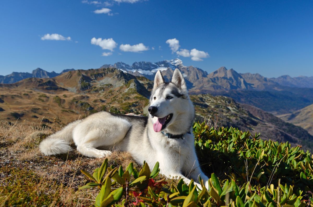 A fluffy husky lying on the top of mountain.
