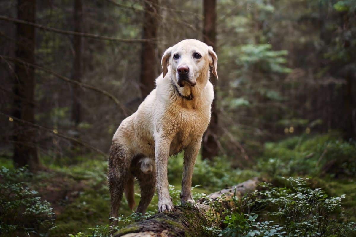 A dirty labrador standing on a fallen tree in a forest.