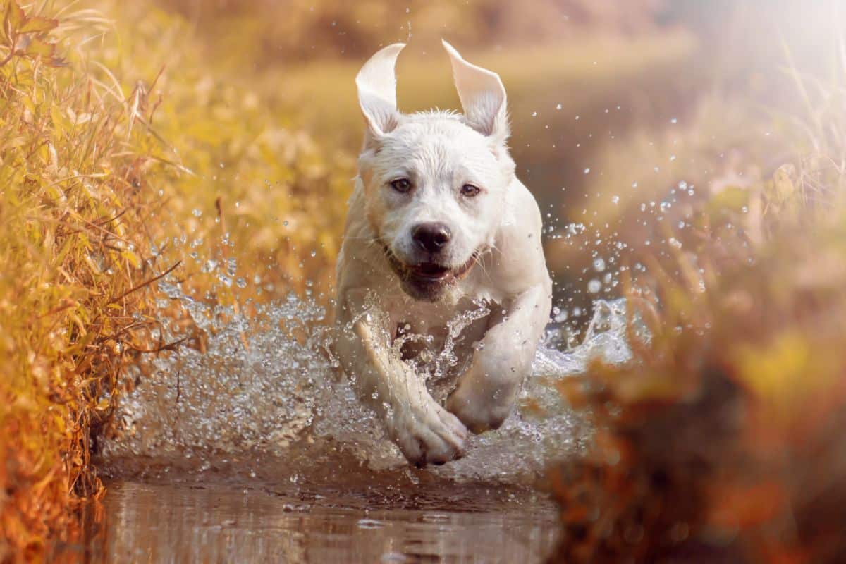 A funny looking labrador puppy running in a river.