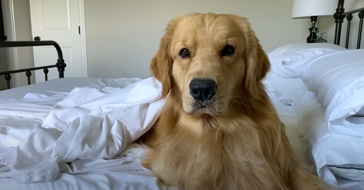 Golden Retriever Has A Puppy Slumber Party - Dog Dispatch