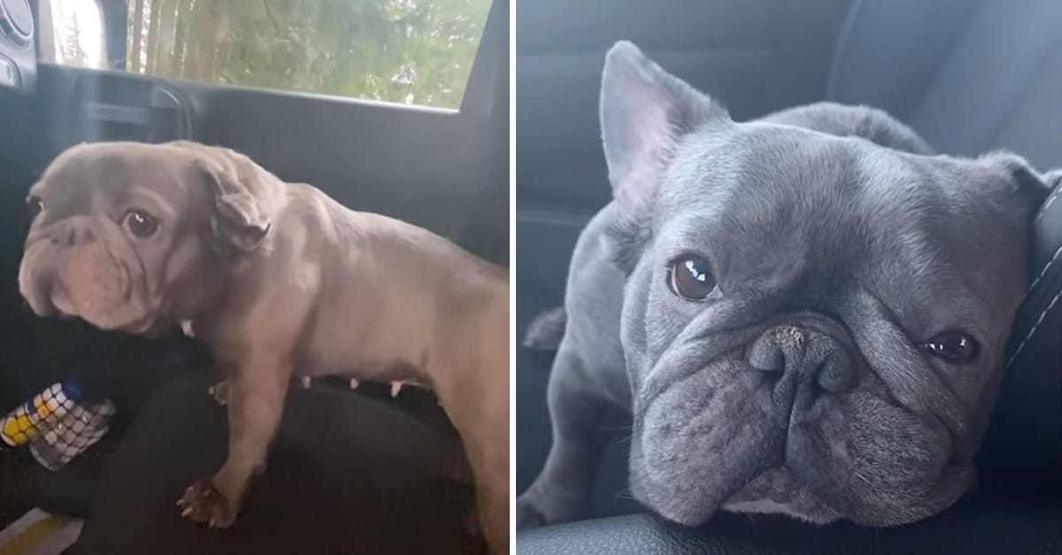 Abandoned Frenchie Once Used For Breeding Gets A New Home - Dog Dispatch